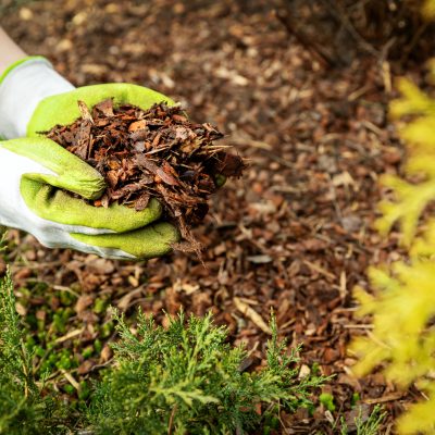 How Can You Design a Beautiful Low-Maintenance or No-Mow Landscape?