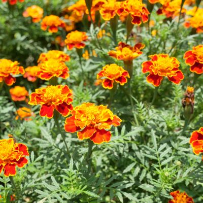 How Can You Naturally Repel Mosquitoes and Pests With Landscaping?