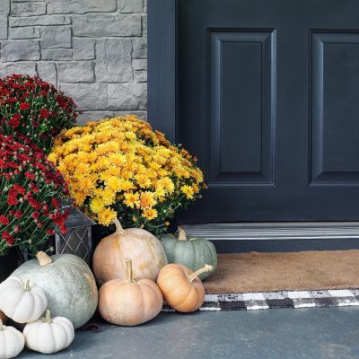 How Do I Choose the Right Plants for Seasonal Color in My Yard?